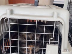 -艾贝尔宠物医院·狂犬免疫点(江山金象城店)