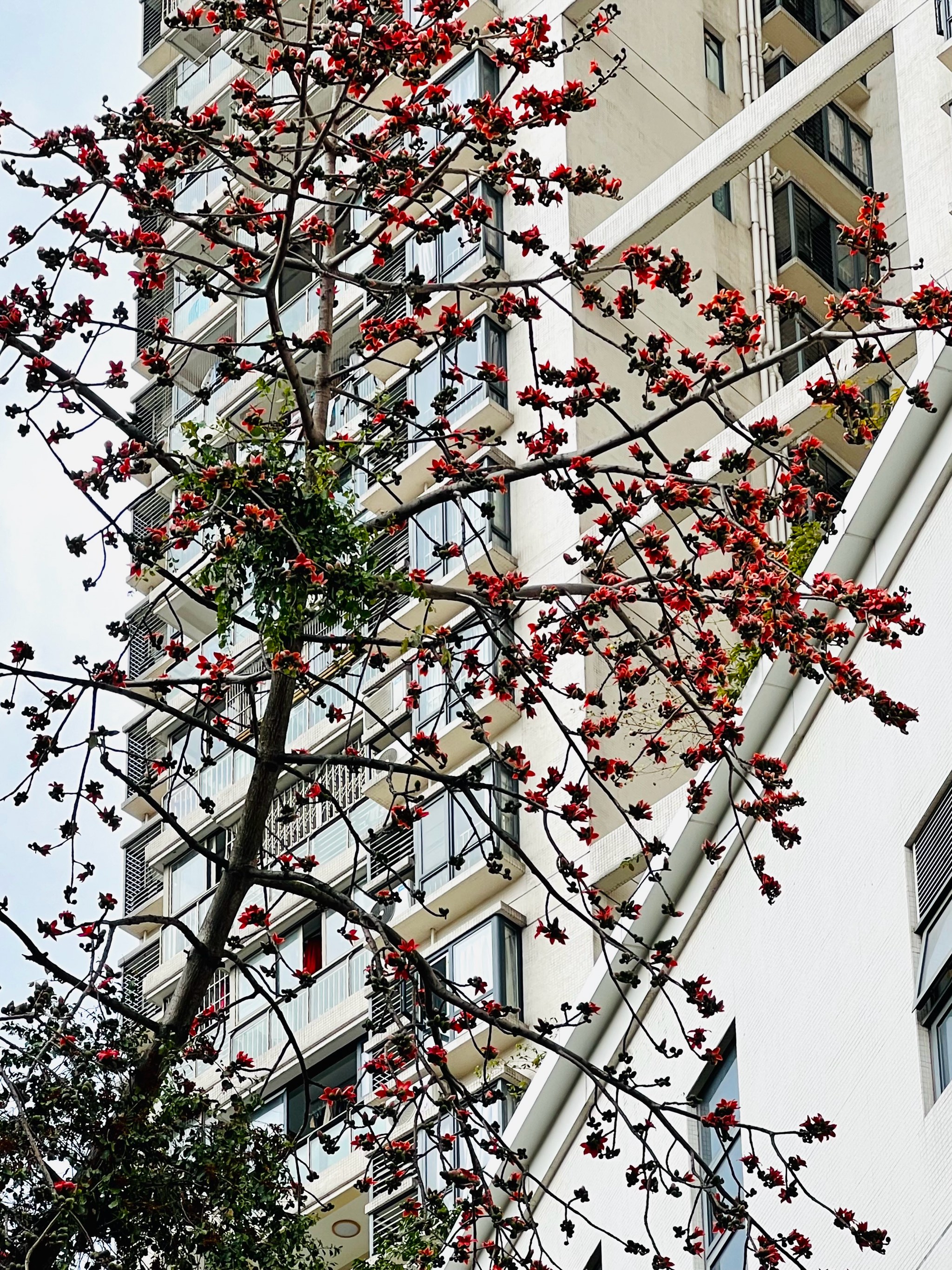 广州市花图片