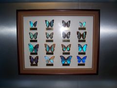 -上海昆虫博物馆