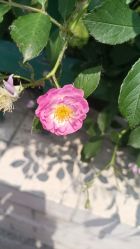 -探奇游乐园(烟台大悦城店)