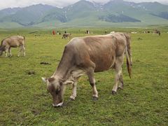 -新疆那拉提国家旅游度假区