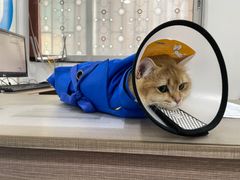 -荔康动物医院(康王北路店)