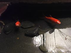 -蘇锦宴·淮扬菜烤鸭·小院(三元桥霄云路店)