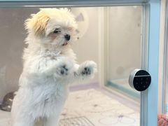 -翊宠yipet猫狗购宠庄园犬舍•猫舍