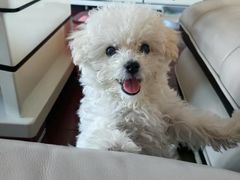 -翊宠yipet猫狗购宠庄园犬舍•猫舍