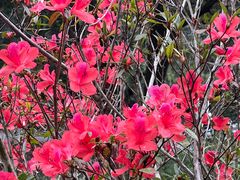 -广州白江湖森林公园