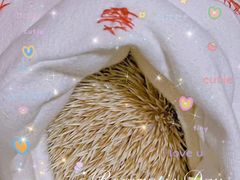-瑞派名望24h动物医院异宠专科·猫专科·骨科·重症监护分院