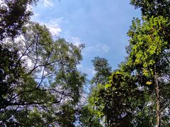 -黄埔油麻山森林公园