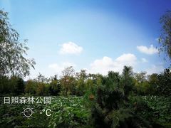 -日照海滨国家森林公园