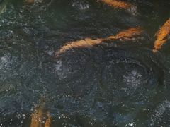 -醉美东江·三文鱼·烧鸡公