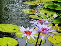 -国家植物园南园