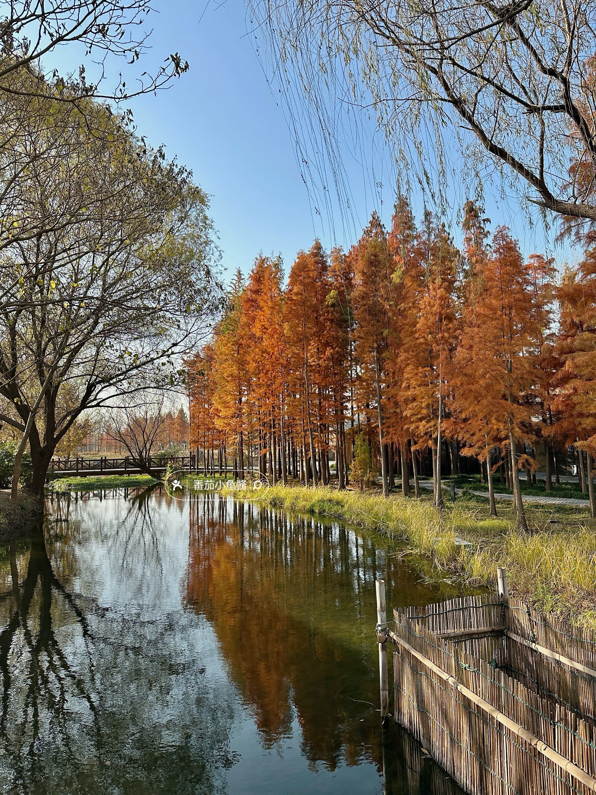 溱湖美景图图片