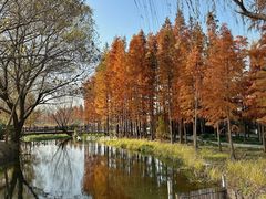 -溱湖国家湿地公园