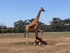 -威勒比开放式动物园