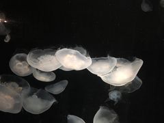 -大阪海游馆
