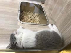 -飞行喵MR PILOT|猫舍·猫咖(静安大融城店)