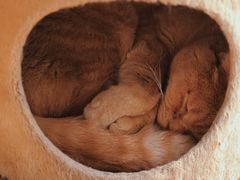 -猫小院猫主题餐厅(南锣旗舰店)