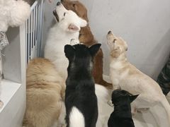 -共舞时光猫咖·狗咖(新街口店)