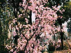 -南翔镇银翔湖公园