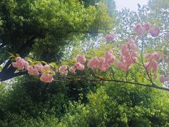 -武汉大学-樱园