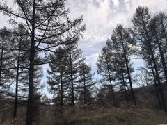 -御道口草原森林风景区