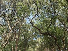 -上海佘山国家森林公园西佘山园