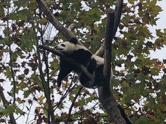 -都江堰中华大熊猫苑