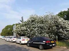 -胜华驾校·小猫学车(银都店)