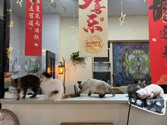 -猫小院猫主题餐厅(南锣旗舰店)