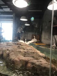 -七巧国萌宠乐园(龙湖天街店)