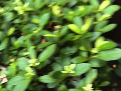 -red donkey coffee
