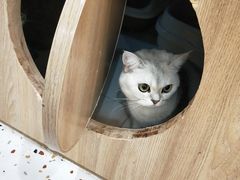 -滚猫咖啡·猫咖·猫友好撸猫(未来城店)