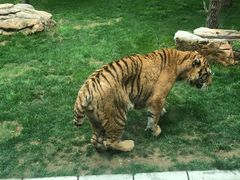 -北京野生动物园