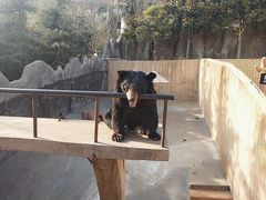 -东方熊牧场