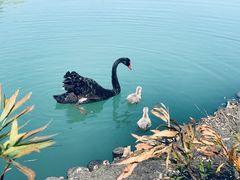 -长兴太湖图影湿地文化园