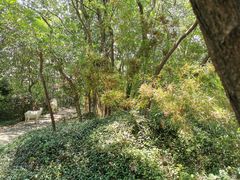 -上海佘山国家森林公园天马山园