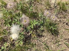 -北京鹫峰国家森林公园