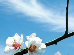 -桃花堤公园