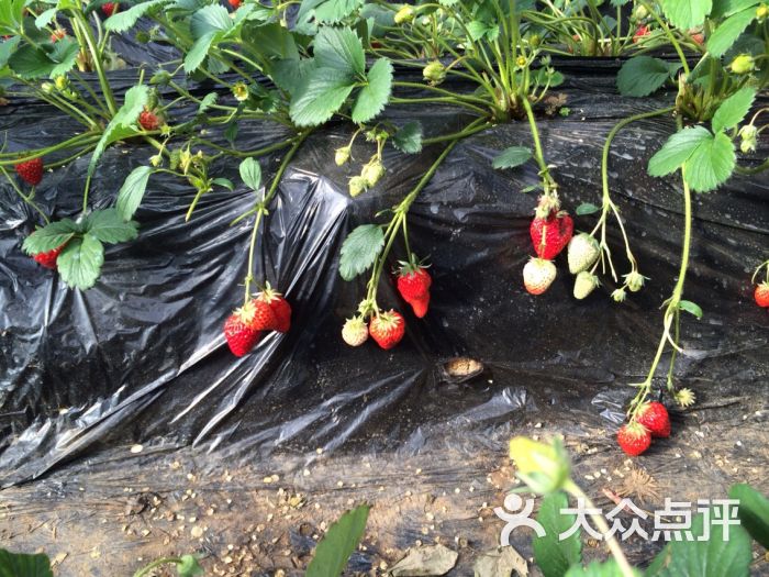 旺旺草莓采摘园
