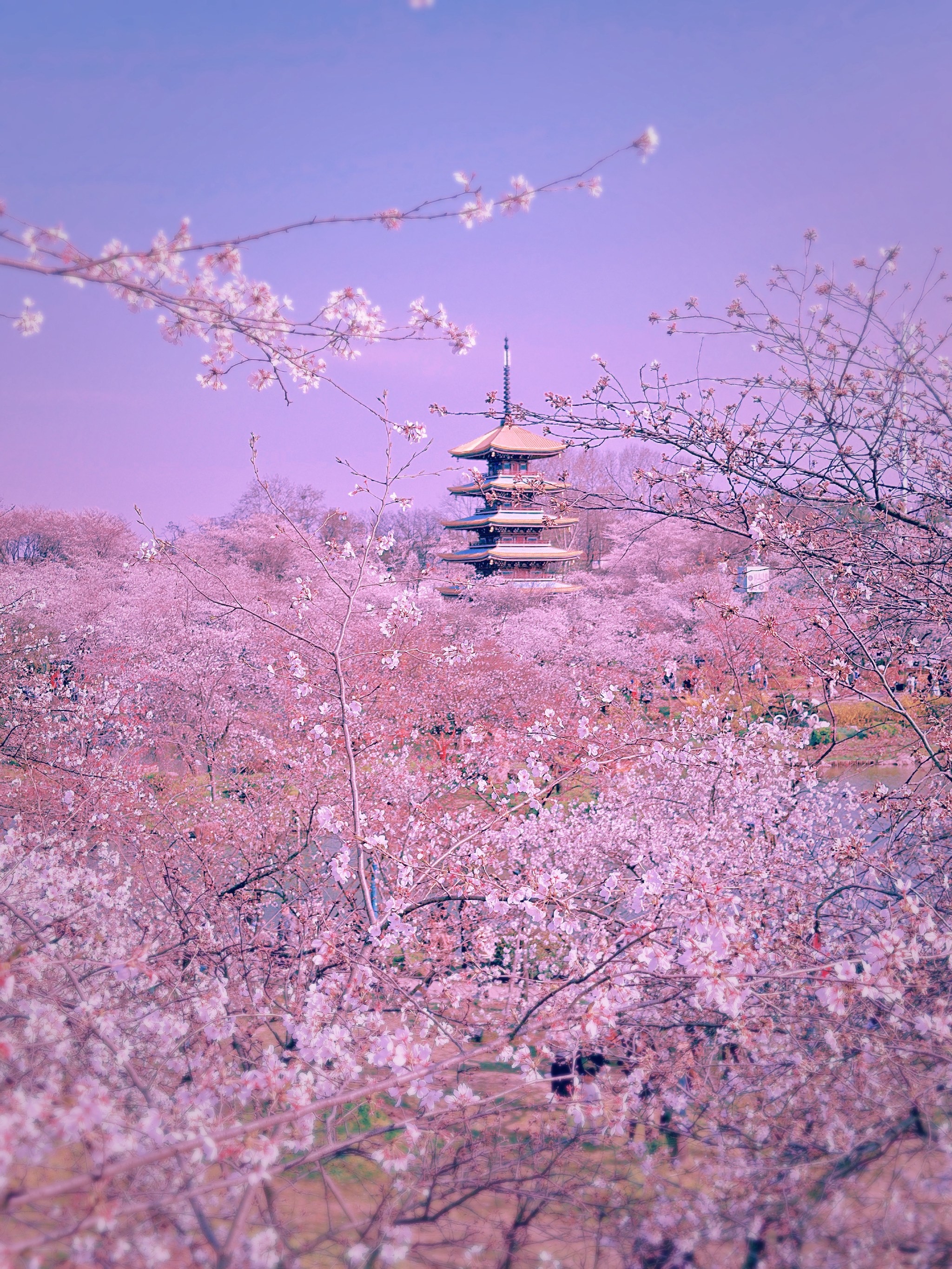 武汉风景图片 花草图片