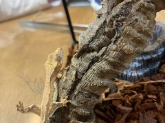 -酷以爬仙阁实体爬宠店·守宫·蜥蜴·专业繁育