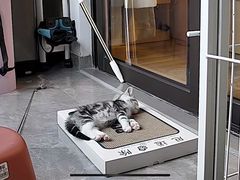 -唐小姐の猫狗洗护·购宠旗舰店(周浦万达店)