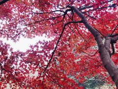 -西湖外事游船(花港观鱼码头)