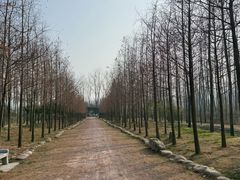 -合肥滨湖国家森林公园