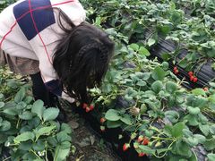 -尚田草莓姑娘白草莓采摘基地
