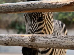 -泉州海丝野生动物世界