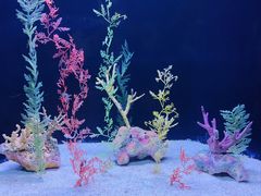 -上海海洋水族馆