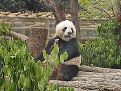 -成都动物园