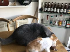 -平行世界·猫咖(首经贸店)