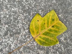 -笑笑面家(白兰路店)